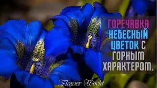 Горечавка - описание, виды, сорта и особенности.🥀🌷