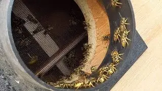 Wasp sucking machine XL