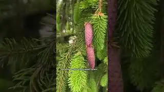 Хвойные в декоративном саду. 