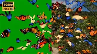 Butterflies Fly to the Camera on Green Screen Background Video