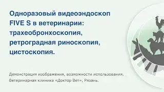 Одноразовый видеоэндоскоп FIVE S в ветеринарии: бронхоскопия, ретроградная риноскопия, цистоскопия.