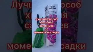 Лучший способ сохранения саженцев весной до момента посадки бомба 💣💣💣