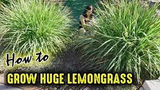 Grow HUGE Lemongrass Plants In Your Garden!