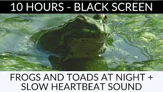 10 HOURS - FROGS AND TOADS NIGHT SOUND - SLOW HEARTBEAT SOUND