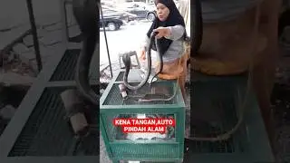 Emak-emak emang suka main ular