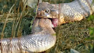 This SNAKE even devours Relatives! King Cobra - Huge mistress of the forest!