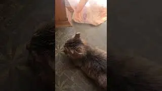 Что это значит???