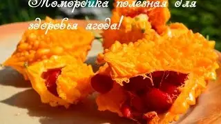 Момордика полезная для здоровья ягода созрела!