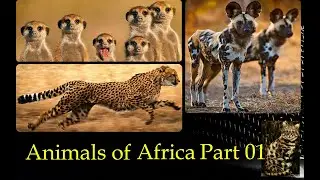 Wild Animals of Africa part 01 l African Animals