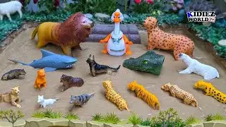 Fun Learning Carnivore Wild Animals Names & Sounds for Kids | Kidiez World TV Live Stream