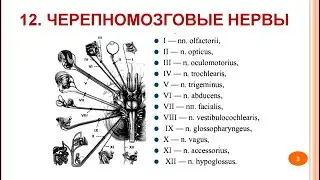 Черепно мозговые нервы_12