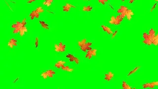 Green screen falling leaves effect Free download Autumn stock footage