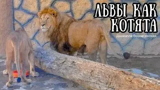 В гостях у ЛЬВА ВИТИ. Грозный лев как ребёнок. Трогательно до слёз.