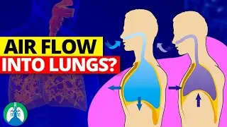 What's REALLY Behind Air Flowing Into Your Lungs?