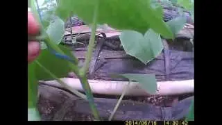 как вырастить огурец удаление первых пасынков на огурце