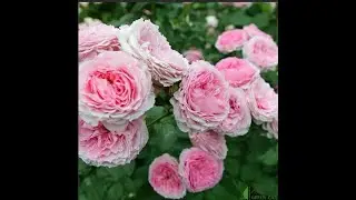 Роза James Galway. Роза Остина. Что в имени Твоем?! Часть 64