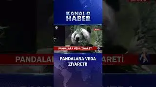 Çin'e Gönderilecekler! Pandalara Veda Ziyareti...