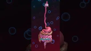 How long is Your Digestive System? 📏🤔