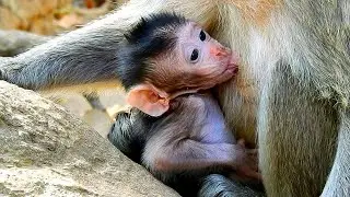 Baby monkey too long in getting milk until mom stop