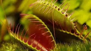 VENUS FLYTRAP EATING | JAWS OF DOOM