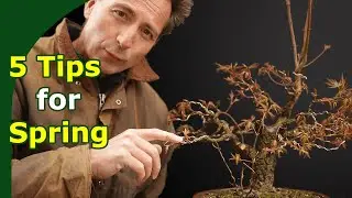 Japanese Maple in Spring - 5 tips that make the difference