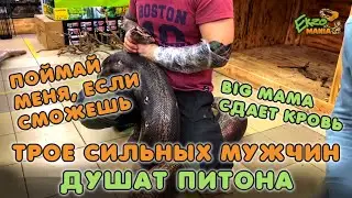 ТРОЕ МУЖИКОВ ДУШАТ ПИТОНА / БЕРЕМ АНАЛИЗЫ У BIG MAMA