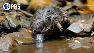 Baby Platypus Caught on Camera