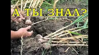 Убираю ЧЕСНОК 💪💪💪 Результат посадки целыми головками🔥🔥🔥
