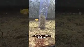 How I clean up goldfish poop