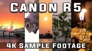 Canon R5 Sample 4K Footage: Sunset - Wildlife - Low Light - Cloudy