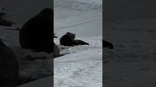 Rescued Bears Play in Springtime Snow at Arosa Bear Sanctuary in Switzerland! | FOUR PAWS USA