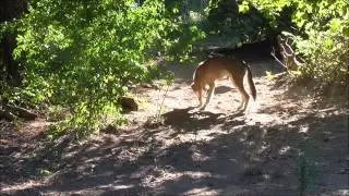 Red Wolf Catching Flies