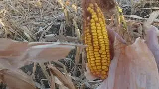 Собираем кукурузу! Масак!Главное не лениться!!!