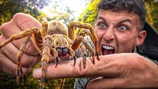 LA PIRE DOULEUR ? (Mygale VS Scolopendre Géant)