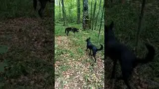 Прогулка с волком 7,5 часов 🙈