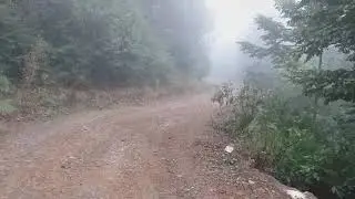Sisli Bir Gün - Kurtköy Orman Yolu