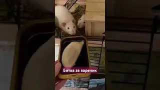 ВЕЛИКАЯ БИТВА КРЫС ЗА ВАРЕНИК❤️🐀