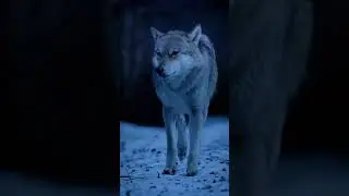 Красавец волк, он осторожен, но опасен‼️