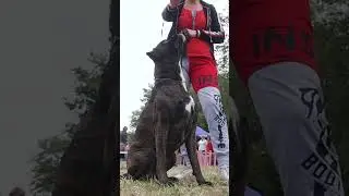 Немецкий боксер. Коротко о породе боксёр German boxer dog #boxerdog