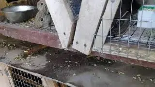 Отсадил крольчат от крольчихи через 30 дней