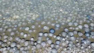 Jellyfish Infest Beach