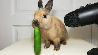 Rabbit eating Cucumber ASMR
