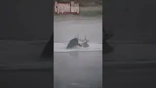 Медведь Против Оленя