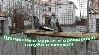 Племенные мурые, мраморные голуби и сказка.