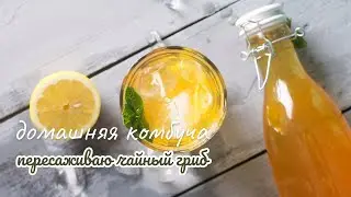 Модная комбуча или чайный гриб?