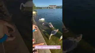 Все сыты на озере 