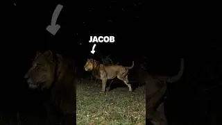 Why did a three-legged lion and his brother cross a predator infested channel in Uganda at night?