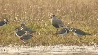 Czajka towarzyska Vanellus gregarius Sociable Lapwing - 25.03.2021 - Nielęgowo (pow. kościański)
