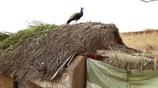 Tharparkar peacock vlog || goodmorning peacock || #peacock