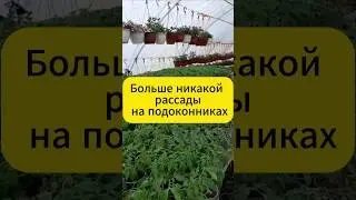 Готовая рассада томатов к весне без труда!  